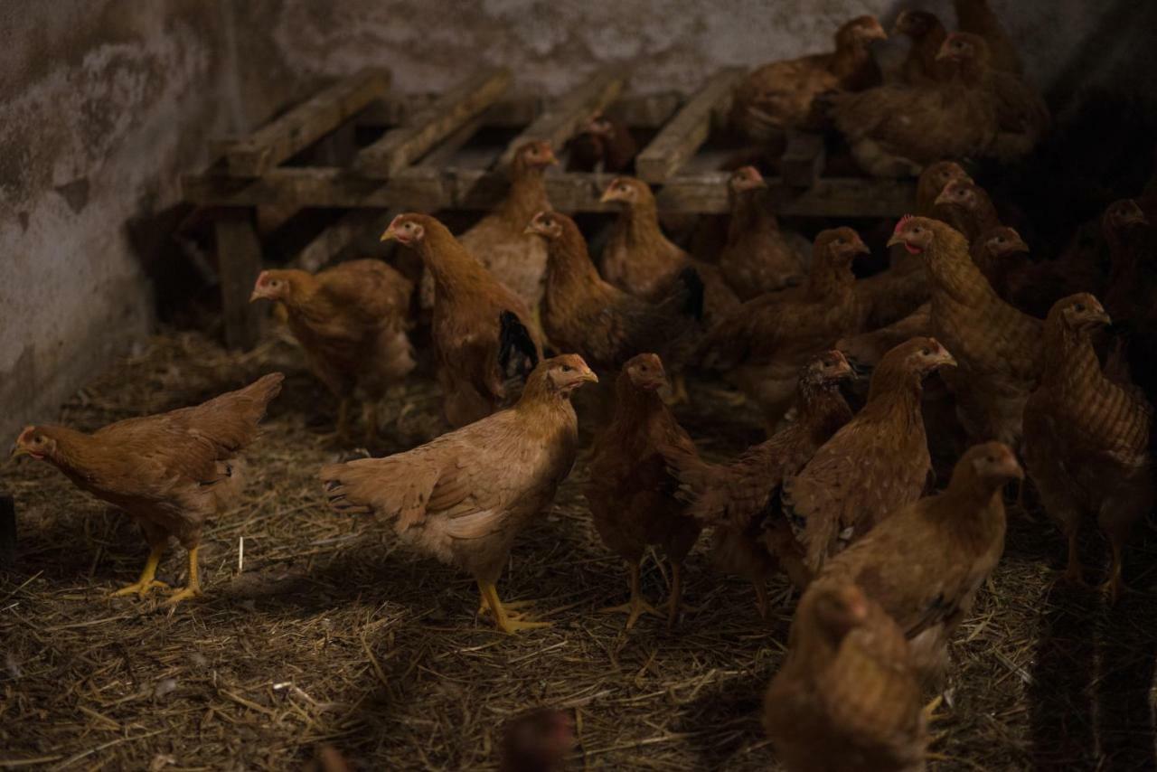 Il Dosso Agriturismo Codigoro Εξωτερικό φωτογραφία